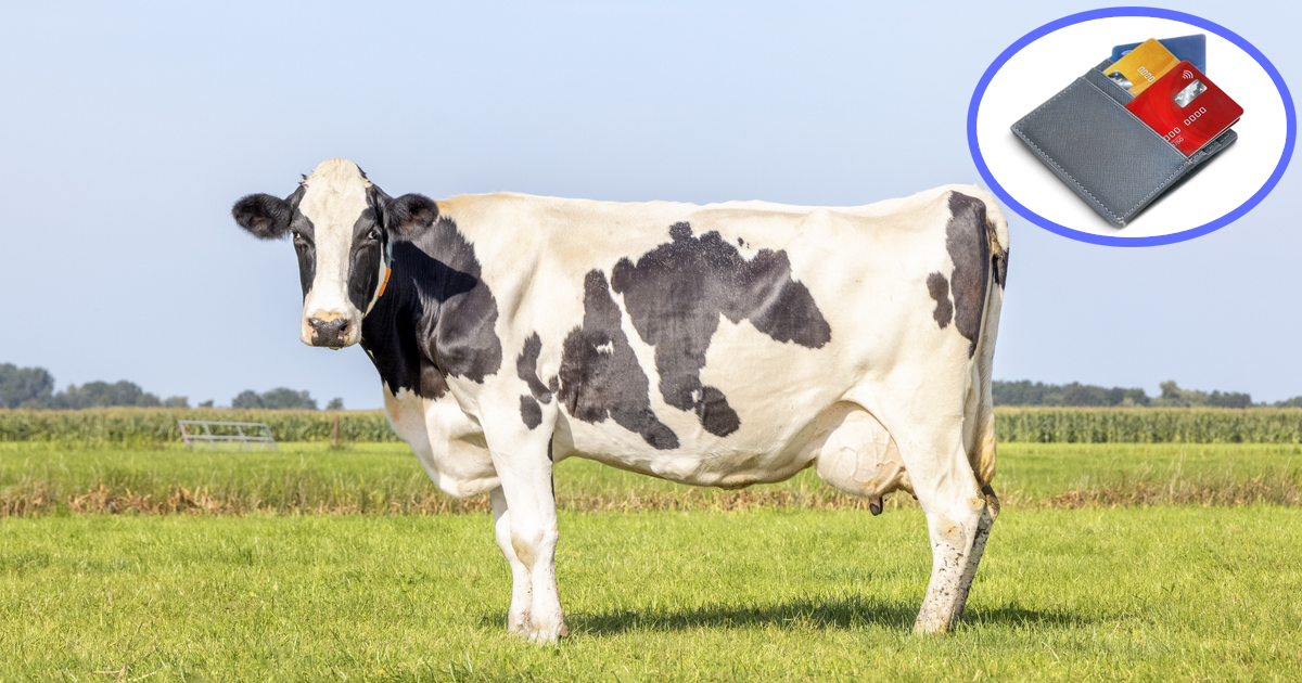 Think Animals Are Inferior To Humans? Here Are 6 Cows Who Use Wallets