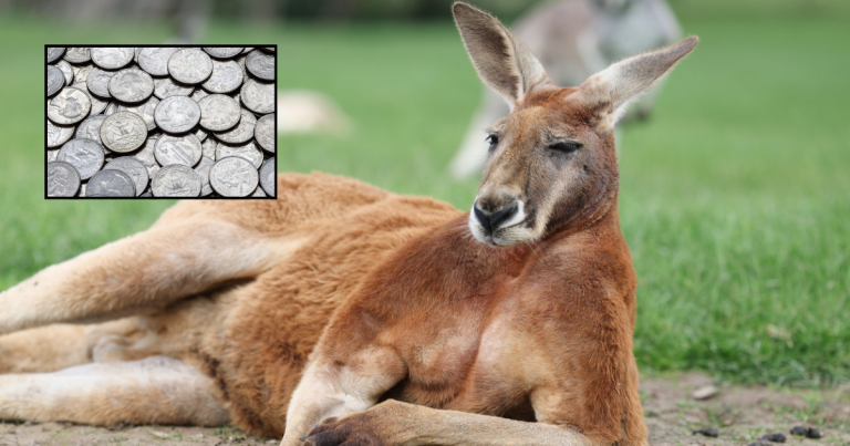 Science FTW: Biologists Have Discovered That Inserting A Crisp $100 Bill Into A Kangaroo’s Pouch Makes The Kangaroo Dispense $100 In Quarters, But Also Kills It
